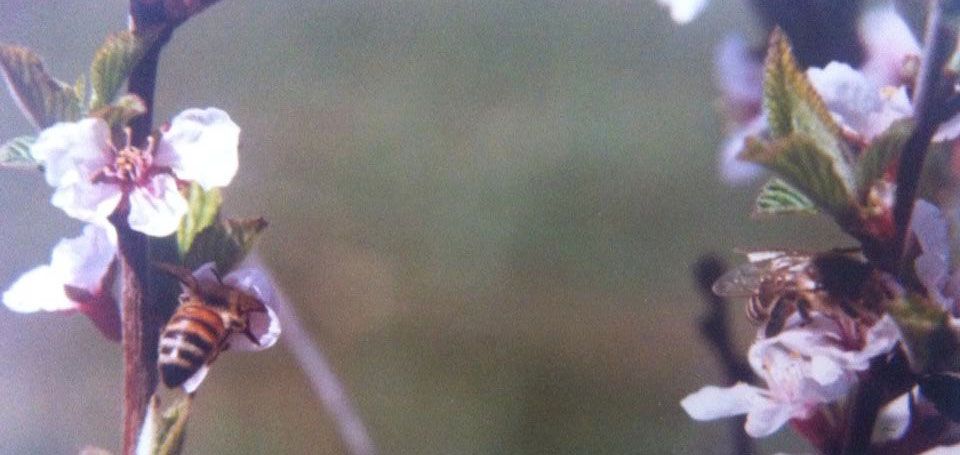 bees harvesting honey on flowers