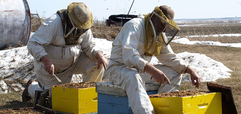 Bill Sr. and Jr. working in with the bees